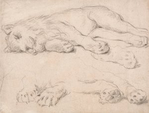 Studies of a Sleeping Lion